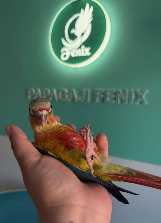 Dete i papagaj - poverenje i ljubav